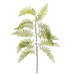 Fern Green Branch