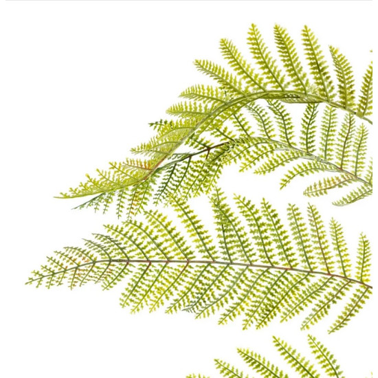 Fern Green Branch
