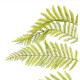 Fern Green Branch
