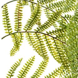 Fern Green Branch
