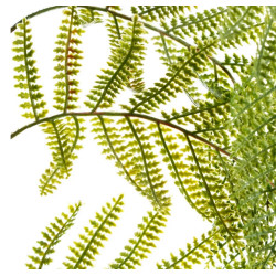 Fern Green Branch