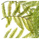 Fern Green Branch