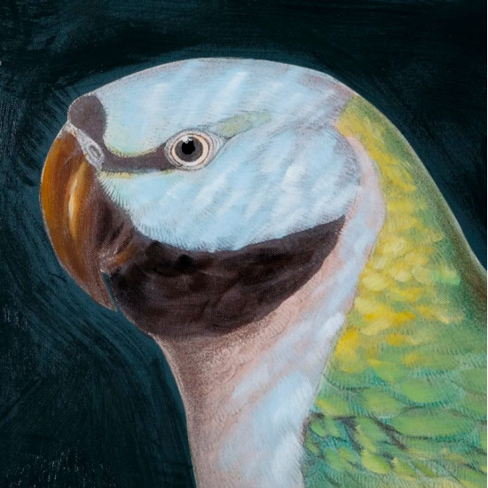 Tablou Parrot
