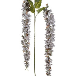 Glicinia Blue Flower