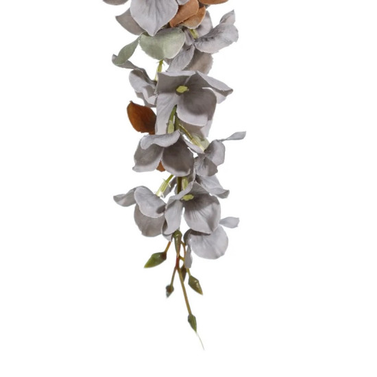 Glicinia Blue Flower