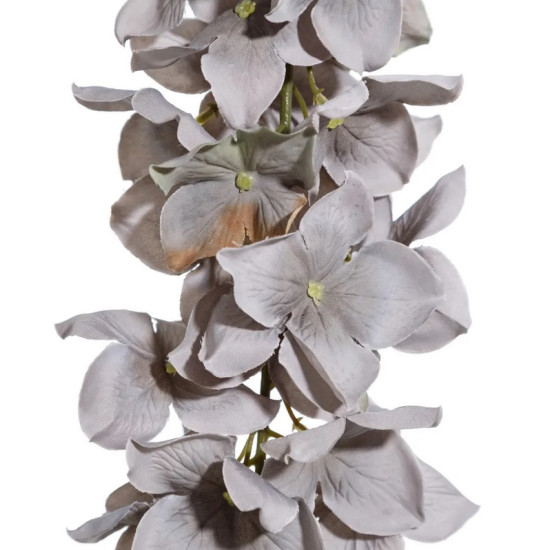 Glicinia Blue Flower