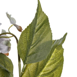 Glicinia Blue Flower