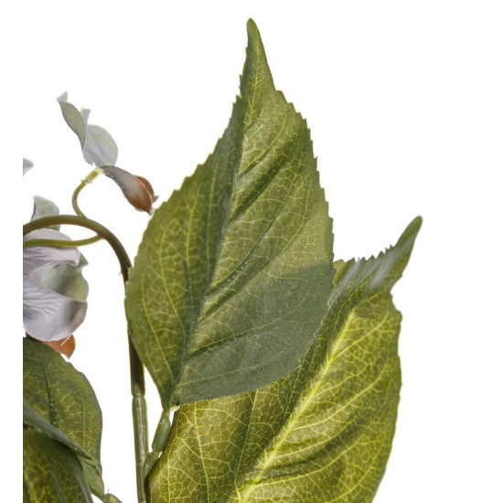 Glicinia Blue Flower