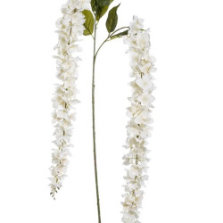 Glicinia White Flower