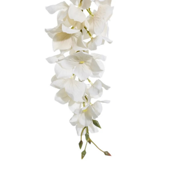 Glicinia White Flower