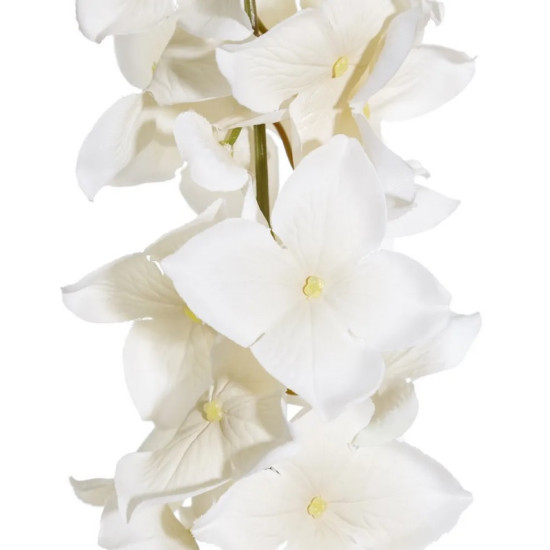 Glicinia White Flower