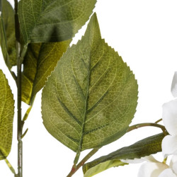 Glicinia White Flower