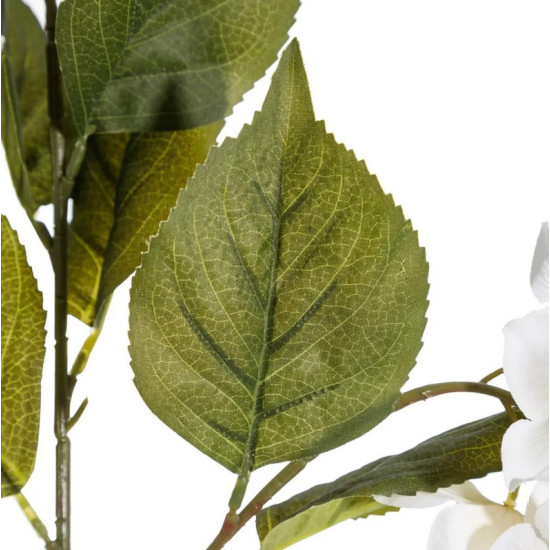 Glicinia White Flower