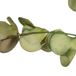 Ramura Green decorativa