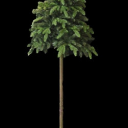 Brad artificial Exotique