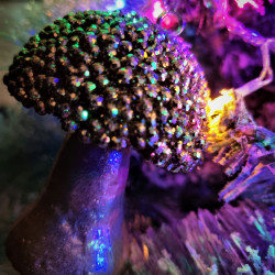 Brad artificial Green cu decoratiuni si instalatie