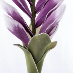 Morado Flower
