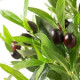 Arbore de maslin artificial